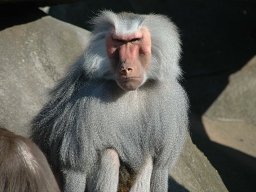 baboon